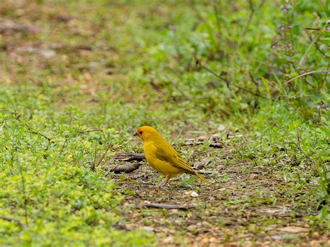 Ecuador Saffron Finch Sicalis Flaveola Tanagers Flickr