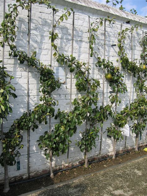 1000+ images about ESPALIER on Pinterest