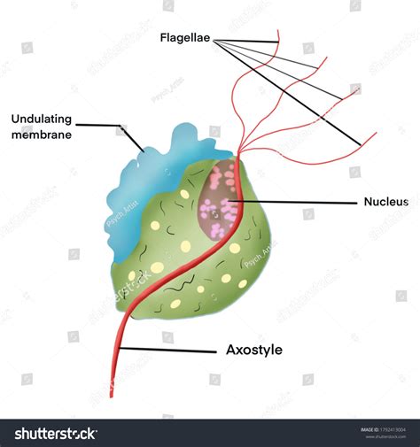 Trichomonas Vaginalis Anaerobic Flagellated Protozoan Parasite Stock Hot Sex Picture