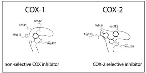 DIAGRAM Nsaids Cox 1 Cox 2 Diagrams MYDIAGRAM ONLINE