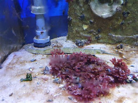 Borkum Nordsee Aquarium Wieder Er Ffnet Alle Infos