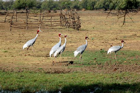 Keoladeo National Park | Sahapedia