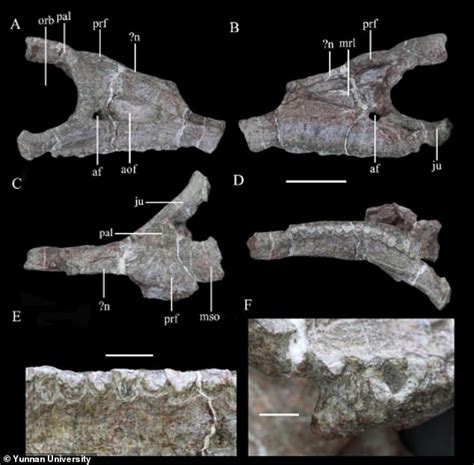 Penemuan Fosil Spesies Dinosaurus Baru Dengan Kulit Keras Berduri