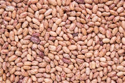 How to Harvest Pinto Beans | Garden Guides