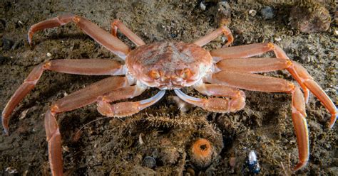 En 3 ans lAlaska a vu disparaître 7 milliards de crabes des neiges