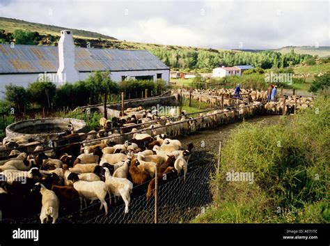 Sheep Farm In The Groot Karoo Near Nieu Bethesda Eastern Cape South