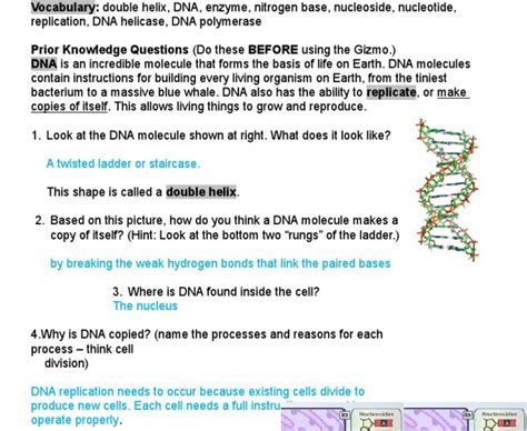 Meiosis Gizmo Answer Key Page 2 • Suggested And Clear Explanation Of