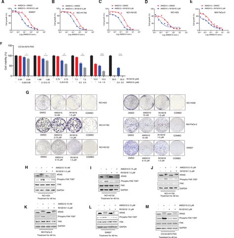 A Combination Therapy Of Kras G12c And Fak Inhibition Exerts Stronger Download Scientific