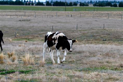 A Holstein Friesian Cattle on a Field · Free Stock Photo