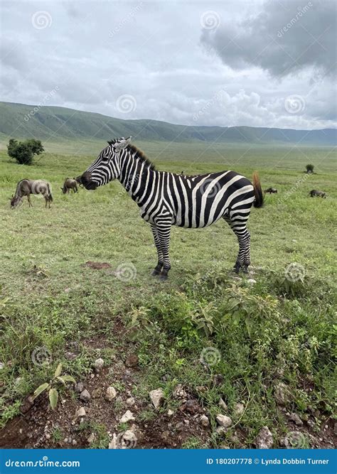 Zebra Migration Serengeti Breathtaking Safari Stock Photo - Image of