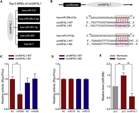 Hsacircnfxl1009 Modulates Apoptosis Proliferation Migration And