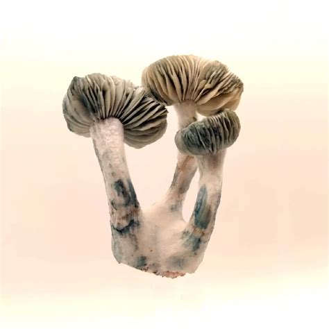 Buy Psilocybe Cubensis Jack Frost Mycotek