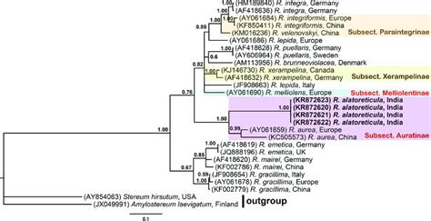 Phylogenetic Tree Consensus Phylogram Majority Rule Resulting