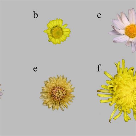 Morphological Observation Of Inflorescences And Florets Of Wild Type