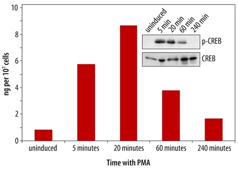 Human Mouse Rat Phospho Creb S Duoset Ic Elisa Plate Dyc