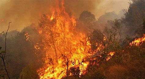 Bolivia Incendios Forestales Consumieron 53 Millones De Hectáreas En 2019 Ejutv