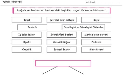 6 Sınıf Sinir Sistemi Fen Bilimleri Ödevi Morpa Kampüs