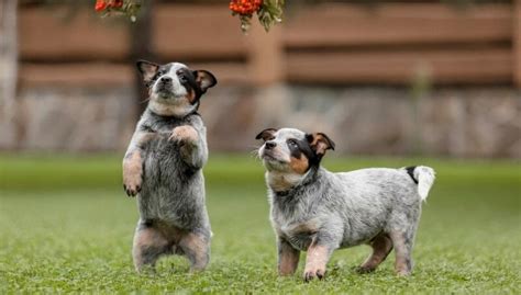 Blue Heeler Size Chart | Australian Cattle Dog Growth & Weight