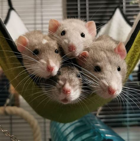 50 Adorable Pics That Might Convince You That You Need A Pet Rat (New Pics) | Bored Panda