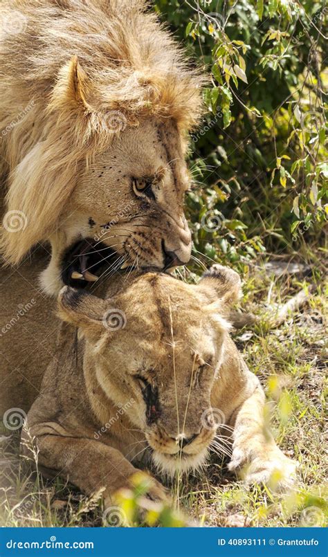 Lioness Roaring At Her Cub Stock Image | CartoonDealer.com #62468389