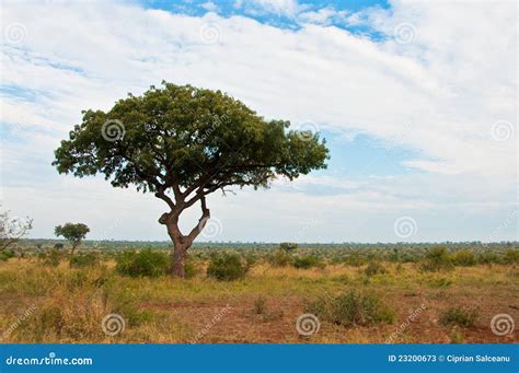 African Savannah Landscape Wth Tree Stock Photos - Image: 23200673