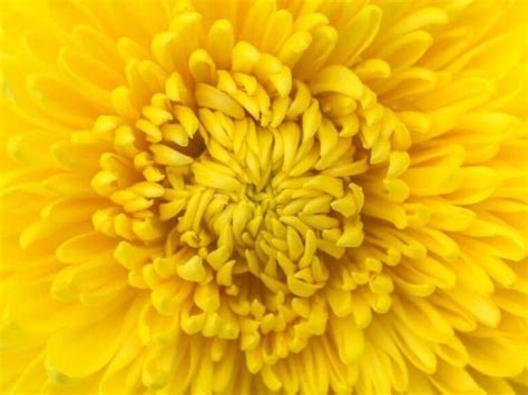 43 Beautiful Yellow Flowers You Can Grow In Your Garden Today Florgeous