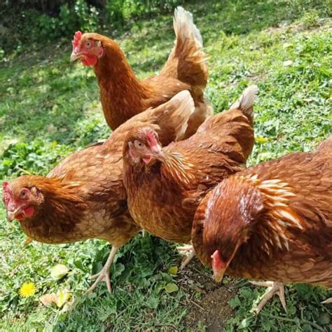 Lohmann Brown Chicken High Yield Egg Breed