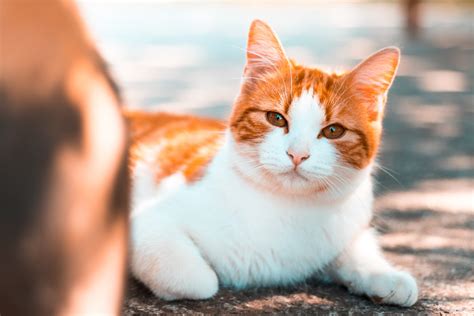 Orange Black And White Tabby Cat New Set Perfect Petzzz Black And