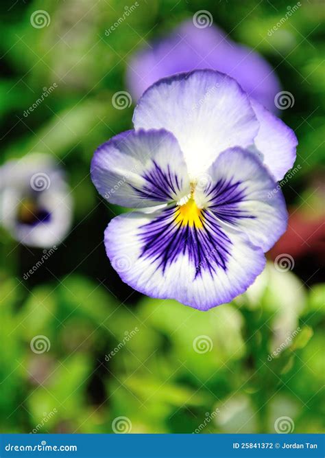 Beautiful Pansy Flower Stock Photo Image Of Pretty Garden 25841372