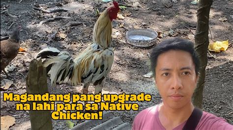 ANONG MAGANDANG PANG UPGRADE NA LAHI PARA SA MGA NATIVE NA MANOK YouTube