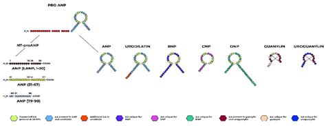 Members of the natriuretic peptide family and the connotation of ...