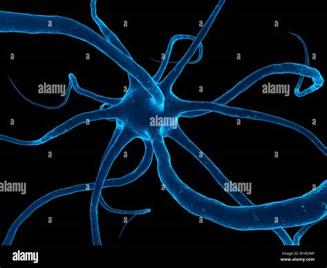 Nervenzelle Mikroskop Fotos Und Bildmaterial In Hoher Aufl Sung Alamy