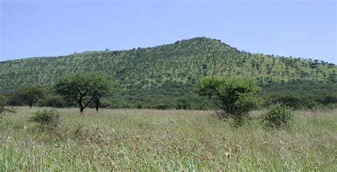 Tropical Grassland Ecosystems Earthhome Evolution