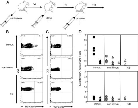 Induction Of Hla A2restricted Hbv Specific Hcd8 T Cell Responses Upon