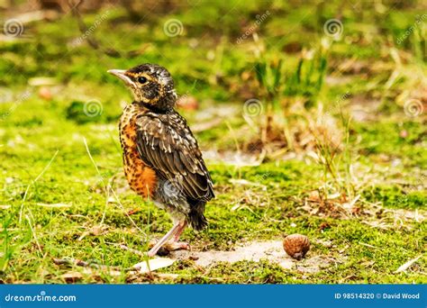 Newborn Baby Red Breasted Robin Standing On A Lawn Stock Photo Image