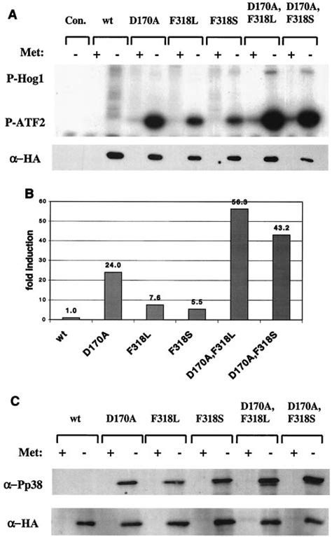 Hog1 Double Mutants Immunoprecipitated From Hog1 Cells Are Download Scientific Diagram