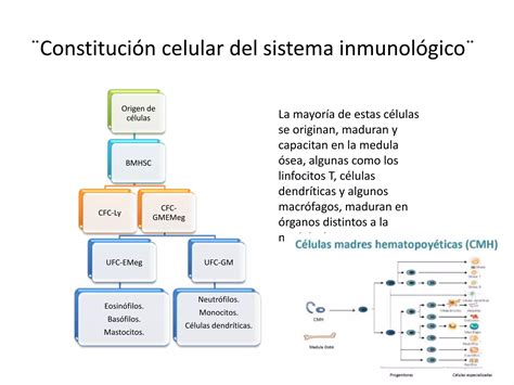 Tejido Y Rganos Linfoides Ppt