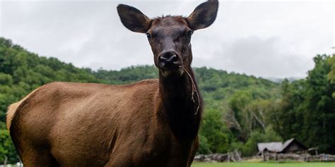 20 Amazing Things To Do In Maggie Valley NC And Nearby