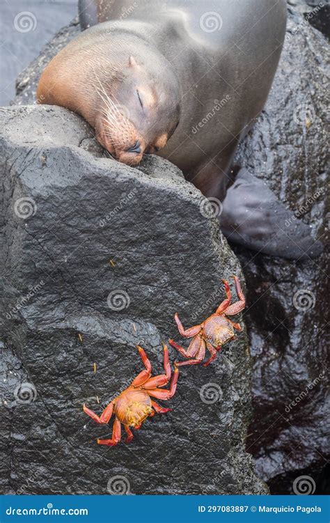 Two Colorful Crabs Perched On Some Rocks With A Sea Lion Sleeping Next