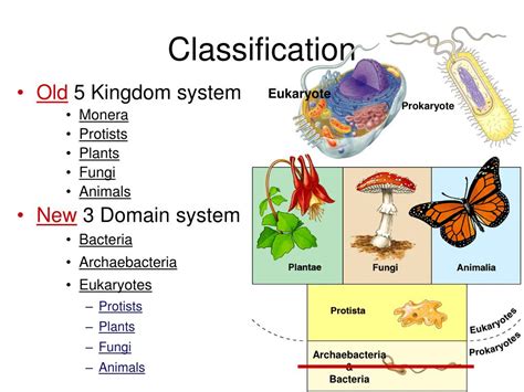 Bacteria Kingdom Classification