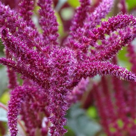 Semillas Amaranthus Cola De Zorro Semillas Flores De Jard N