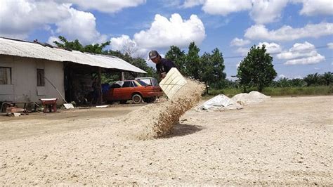 Mengenal Onggok Sebagai Pakan Ternak Seputargkid