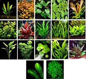 Live Aquarium Plants Different Kinds Amazon Swords Anubias