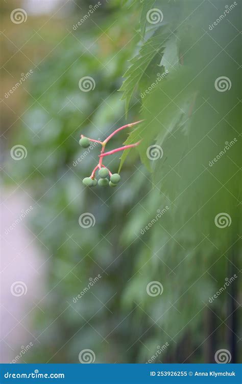 Uvas Verdes Encubrir El Fondo De Uvas Silvestres Uvas Sin Madurar Uvas