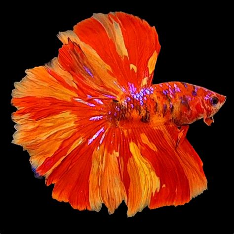 Leopard Fire Nemo Galaxy Halfmoon Male – Zaga Farm