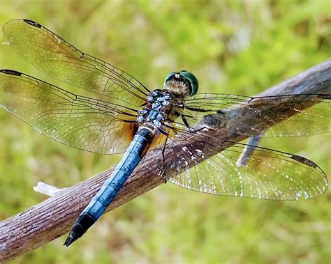 Blue Dragonfly In Usa We Said Go Travel