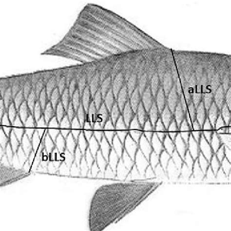 Meristic Characters Lls Lateral Line Scales Alls Above Lateral Line