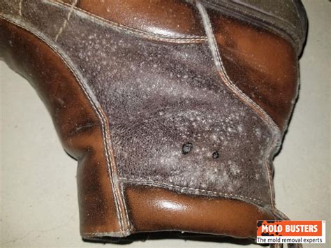 Mold on Clothes - How to Get Mold Out of Clothes? | Mold Busters