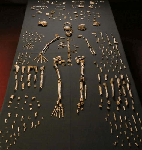 Homo Naledi Documentary Adds Fuel To Already Heated Scientific Debate | IFLScience