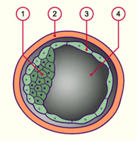 Blastocyst formation Flashcards | Quizlet